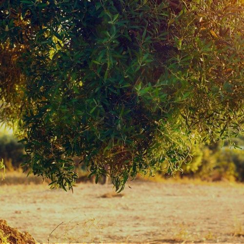 tree
